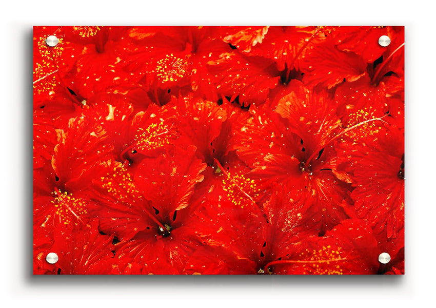 Acrylic print featuring vibrant red leaves on a clear background, showcasing nature's beauty.