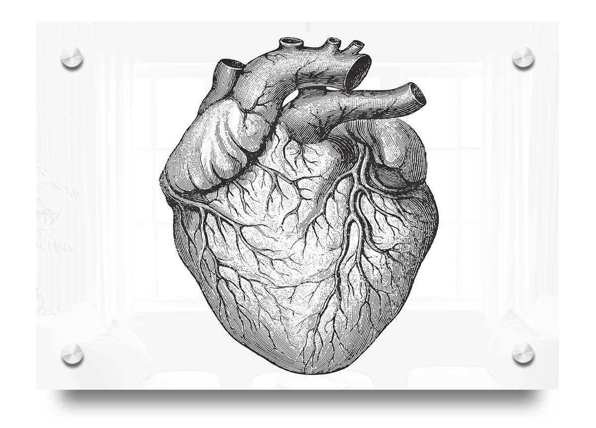 Anatomy Of The Heart acrylic print showcasing detailed heart structure on 5mm thick acrylic glass, ideal for educational and decorative purposes.