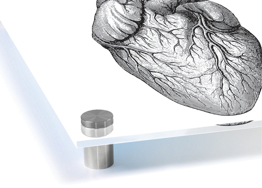 Anatomy Of The Heart acrylic print showcasing detailed heart structure on 5mm thick acrylic glass, ideal for educational and decorative purposes.