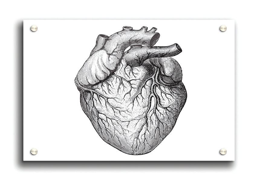 Anatomy Of The Heart acrylic print showcasing detailed heart structure on 5mm thick acrylic glass, ideal for educational and decorative purposes.