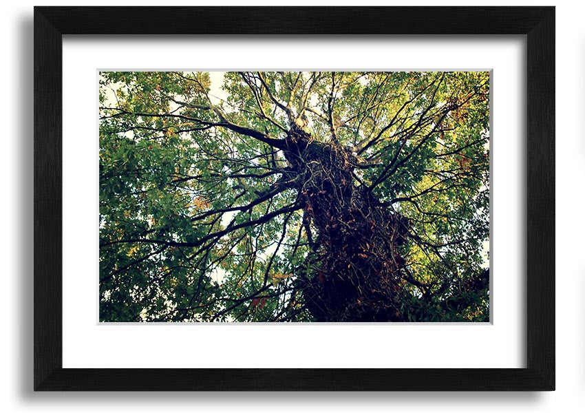 Framed print of an Ancient Forest Tree, showcasing intricate details and vibrant colors, available in various frame colors.