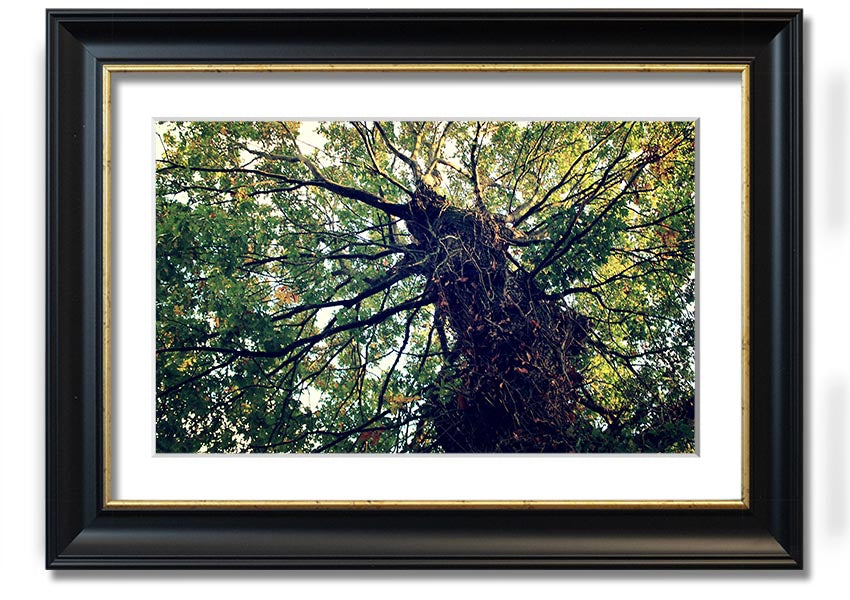 Framed print of an Ancient Forest Tree, showcasing intricate details and vibrant colors, available in various frame colors.