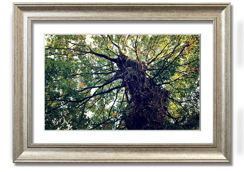 Framed print of an Ancient Forest Tree, showcasing intricate details and vibrant colors, available in various frame colors.