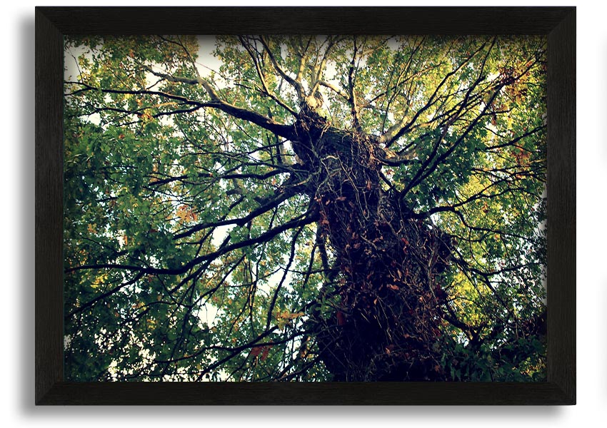 Framed print of an Ancient Forest Tree, showcasing intricate details and vibrant colors, available in various frame colors.