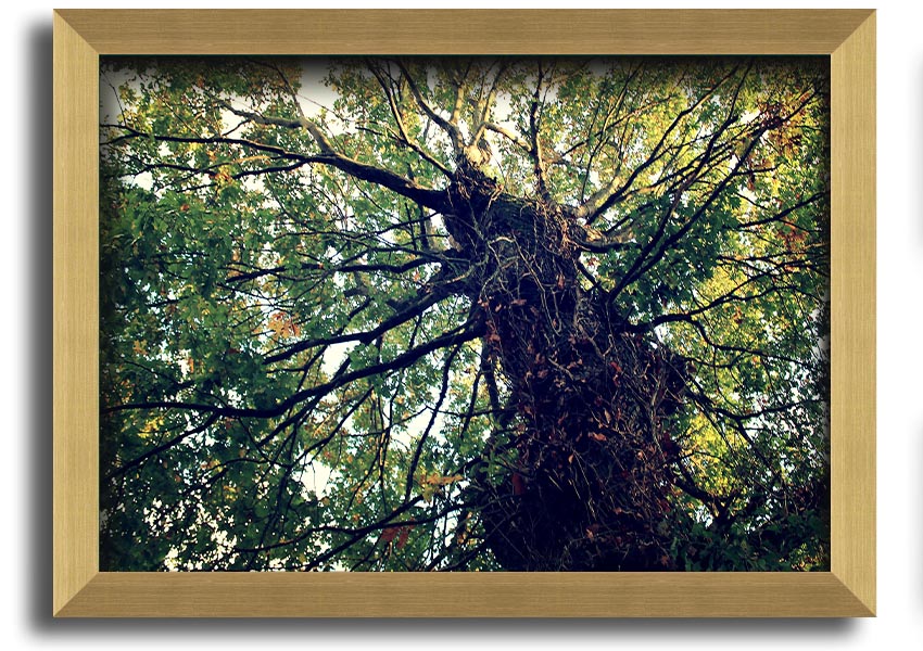 Framed print of an Ancient Forest Tree, showcasing intricate details and vibrant colors, available in various frame colors.