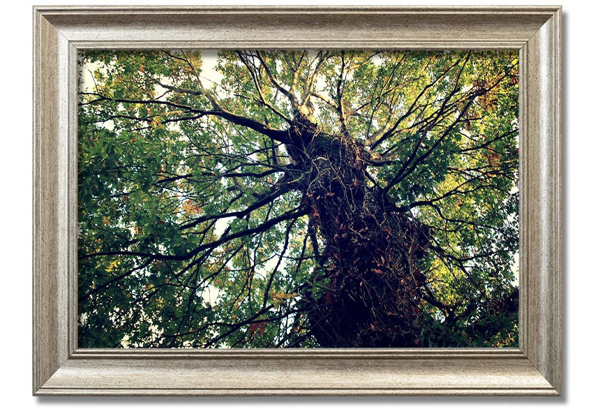 Framed print of an Ancient Forest Tree, showcasing intricate details and vibrant colors, available in various frame colors.