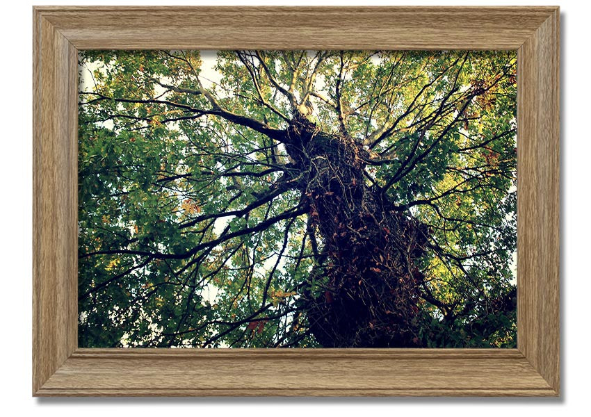 Framed print of an Ancient Forest Tree, showcasing intricate details and vibrant colors, available in various frame colors.