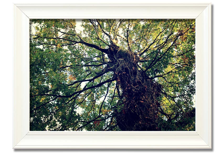 Framed print of an Ancient Forest Tree, showcasing intricate details and vibrant colors, available in various frame colors.