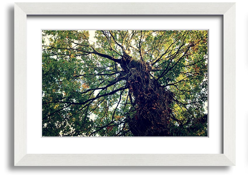 Framed print of an Ancient Forest Tree, showcasing intricate details and vibrant colors, available in various frame colors.