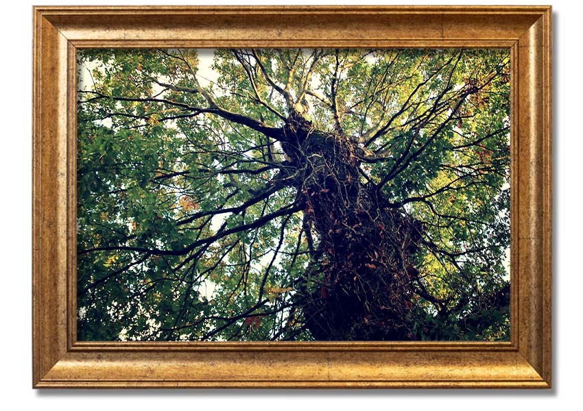 Framed print of an Ancient Forest Tree, showcasing intricate details and vibrant colors, available in various frame colors.