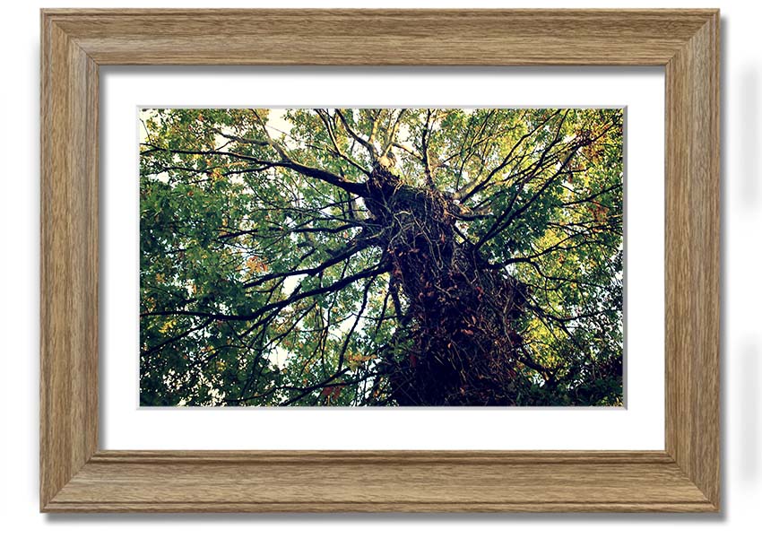 Framed print of an Ancient Forest Tree, showcasing intricate details and vibrant colors, available in various frame colors.