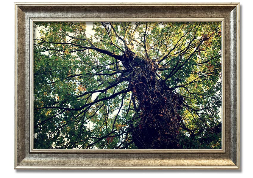 Framed print of an Ancient Forest Tree, showcasing intricate details and vibrant colors, available in various frame colors.