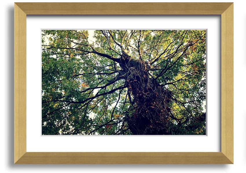 Framed print of an Ancient Forest Tree, showcasing intricate details and vibrant colors, available in various frame colors.