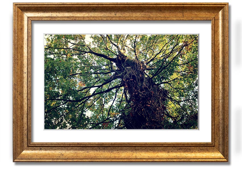 Framed print of an Ancient Forest Tree, showcasing intricate details and vibrant colors, available in various frame colors.