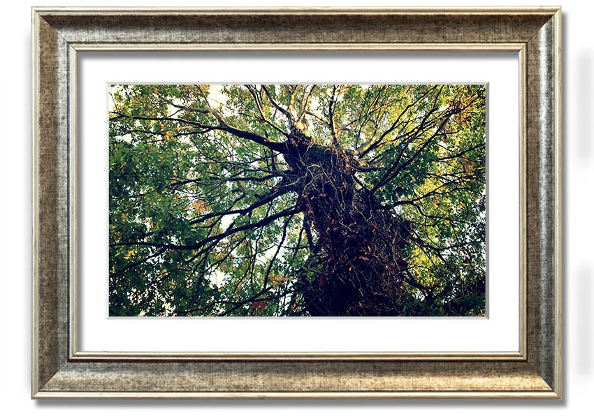 Framed print of an Ancient Forest Tree, showcasing intricate details and vibrant colors, available in various frame colors.