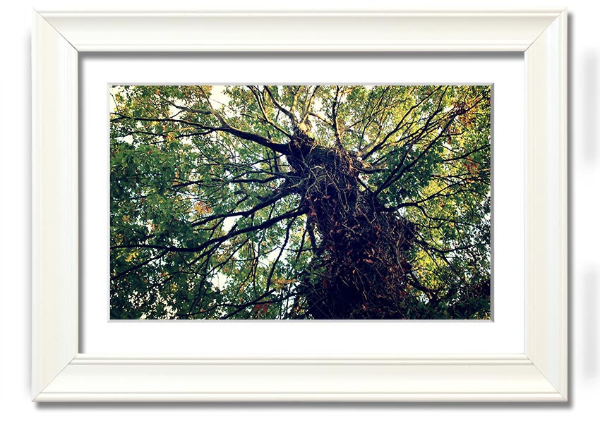 Framed print of an Ancient Forest Tree, showcasing intricate details and vibrant colors, available in various frame colors.