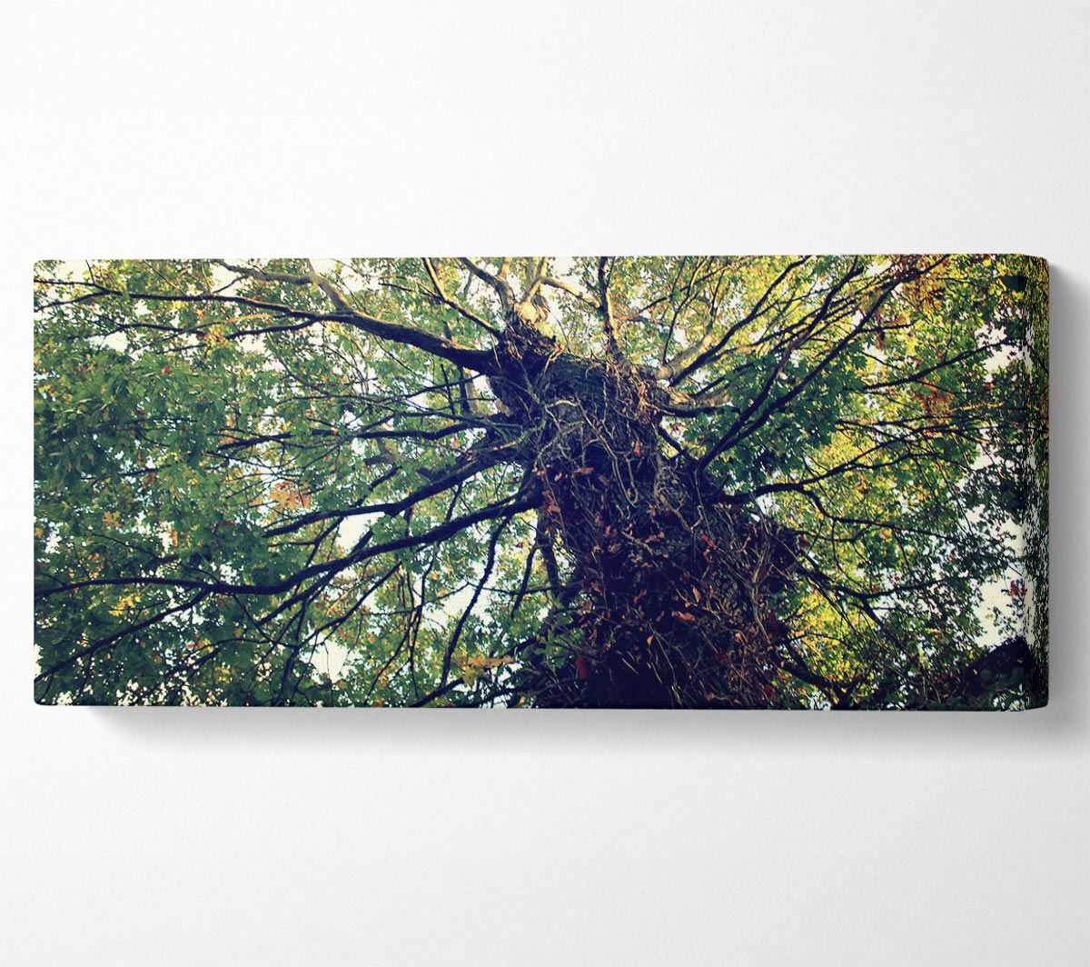 A beautifully printed canvas of an Ancient Forest Tree, showcasing vibrant colors and intricate details, mounted on a sturdy box frame.