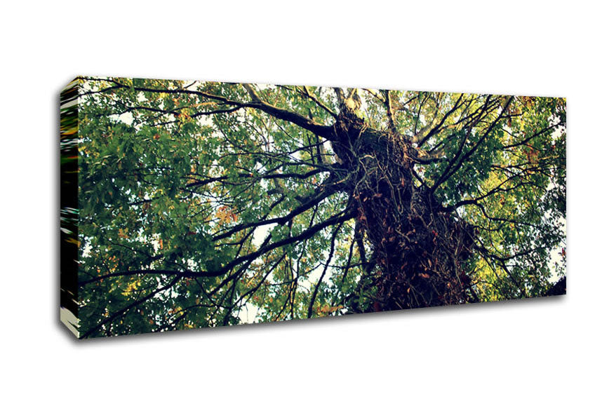 A beautifully printed canvas of an Ancient Forest Tree, showcasing vibrant colors and intricate details, mounted on a sturdy box frame.