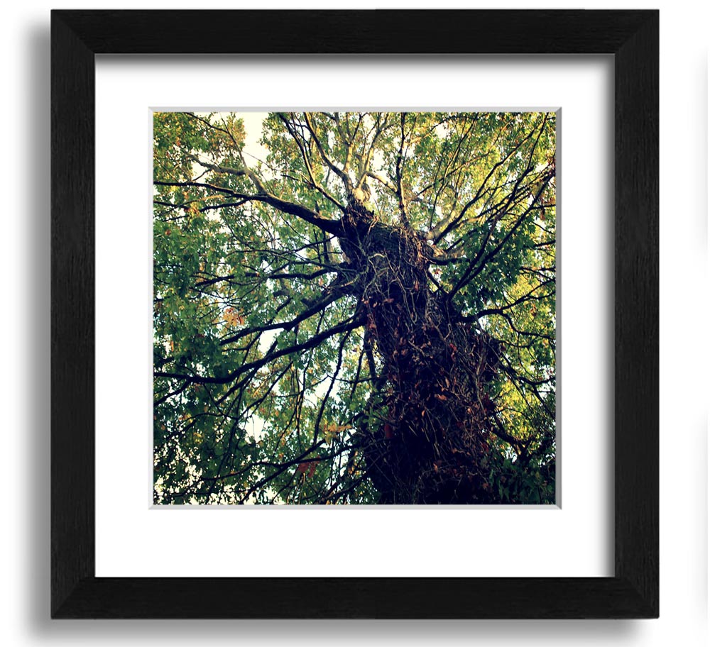 A beautifully framed print of an ancient forest tree, showcasing intricate details and vibrant colors, ready to hang.