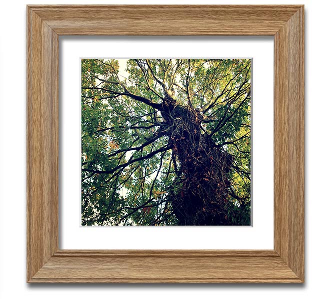 A beautifully framed print of an ancient forest tree, showcasing intricate details and vibrant colors, ready to hang.