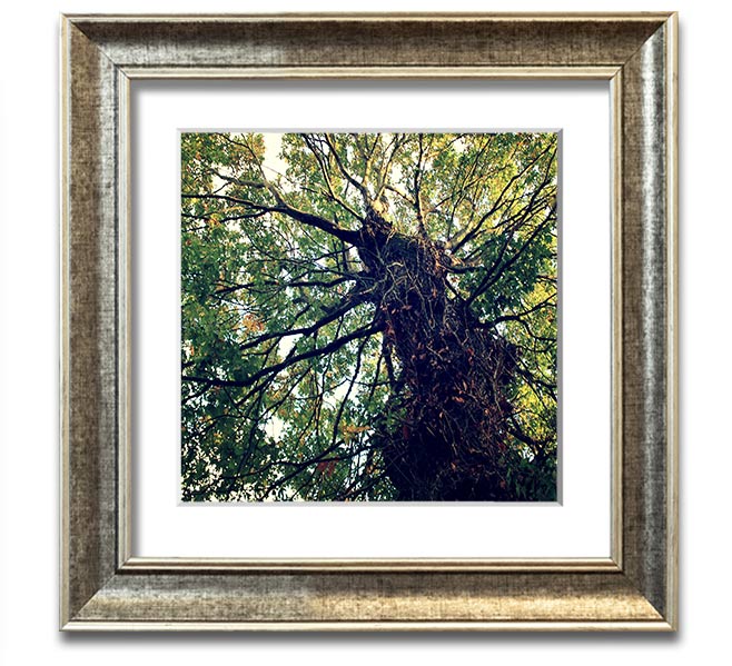 A beautifully framed print of an ancient forest tree, showcasing intricate details and vibrant colors, ready to hang.