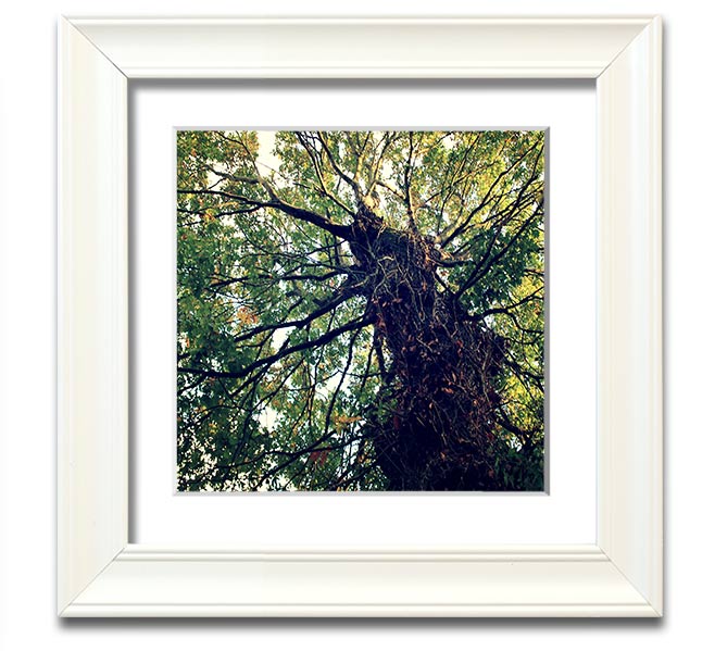 A beautifully framed print of an ancient forest tree, showcasing intricate details and vibrant colors, ready to hang.