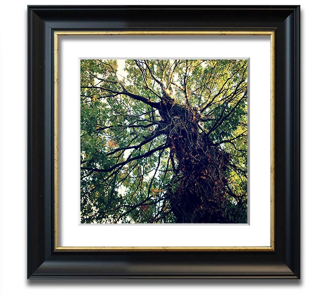 A beautifully framed print of an ancient forest tree, showcasing intricate details and vibrant colors, ready to hang.