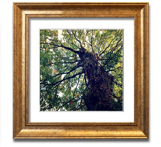 A beautifully framed print of an ancient forest tree, showcasing intricate details and vibrant colors, ready to hang.