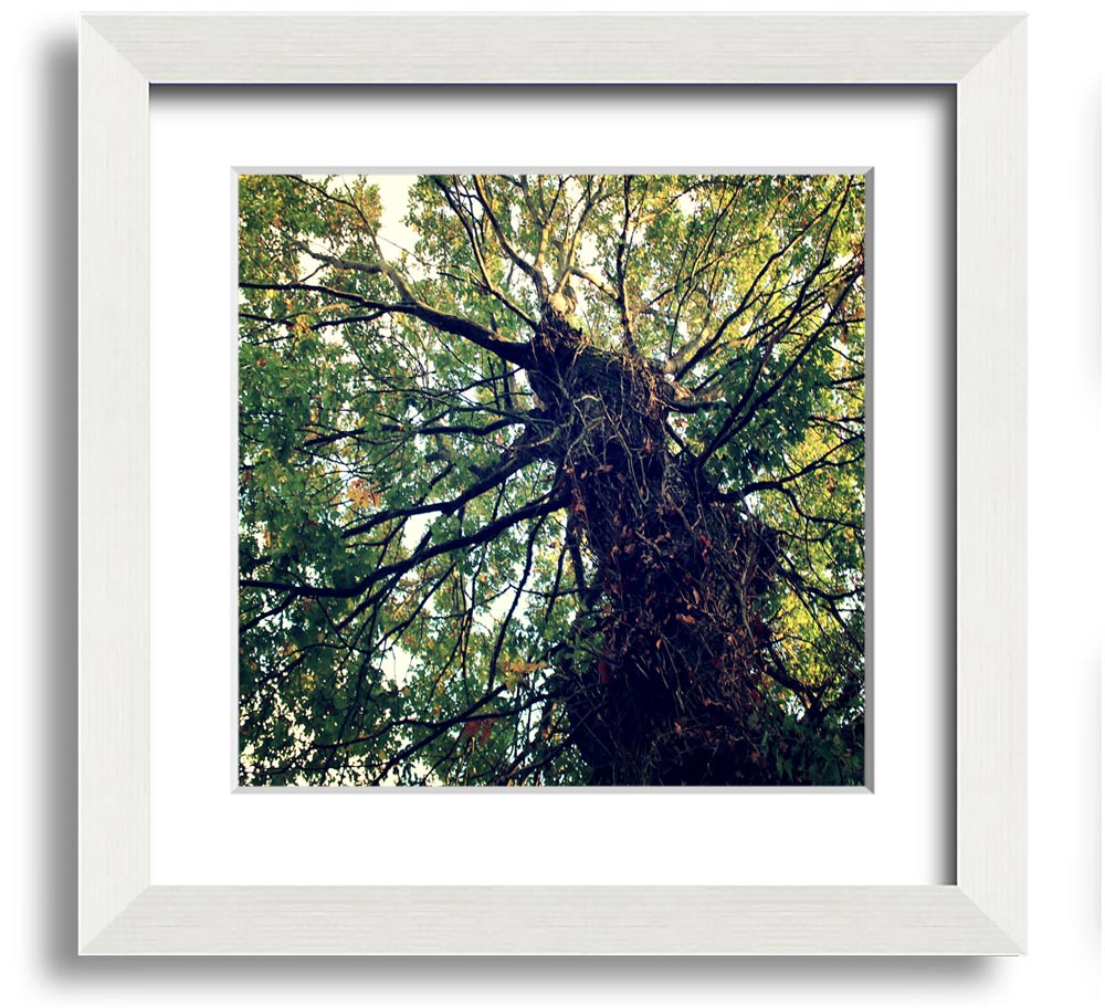 A beautifully framed print of an ancient forest tree, showcasing intricate details and vibrant colors, ready to hang.