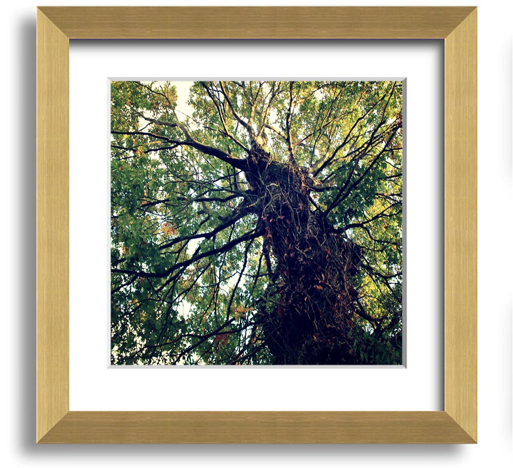 A beautifully framed print of an ancient forest tree, showcasing intricate details and vibrant colors, ready to hang.