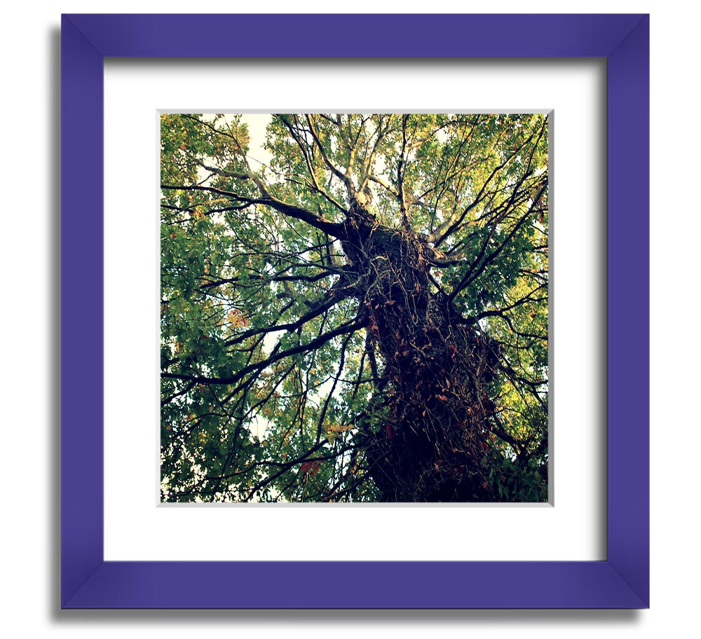 A beautifully framed print of an ancient forest tree, showcasing intricate details and vibrant colors, ready to hang.