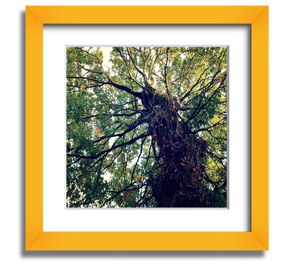 A beautifully framed print of an ancient forest tree, showcasing intricate details and vibrant colors, ready to hang.