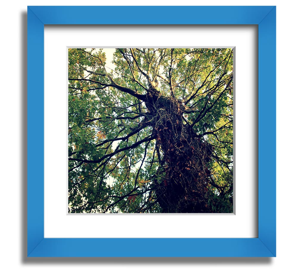 A beautifully framed print of an ancient forest tree, showcasing intricate details and vibrant colors, ready to hang.