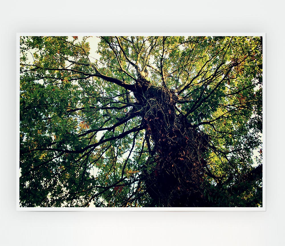 A beautiful canvas poster featuring an Ancient Forest Tree, showcasing intricate details and vibrant colors, perfect for home decor.