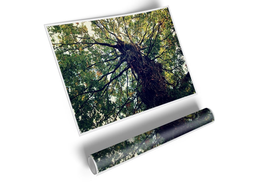 A beautiful canvas poster featuring an Ancient Forest Tree, showcasing intricate details and vibrant colors, perfect for home decor.