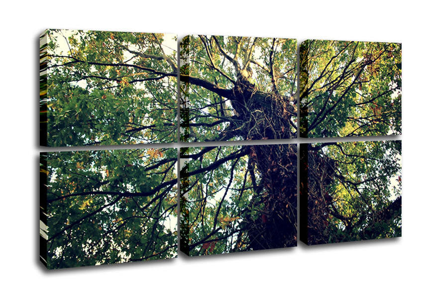 A beautifully printed canvas of an Ancient Forest Tree, showcasing vibrant colors and intricate details, mounted on a sturdy box frame.