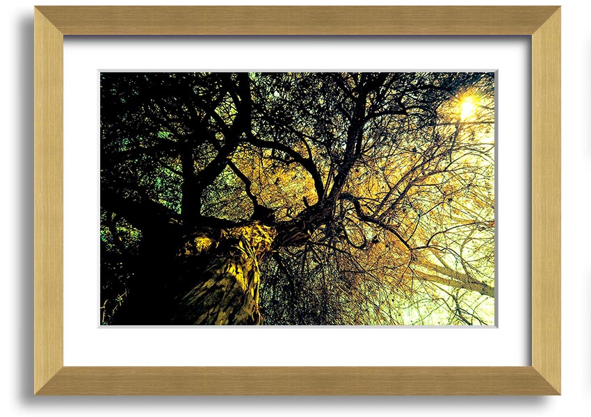 A beautifully framed print of an ancient tree, showcasing intricate details and vibrant colors, available in various frame options.