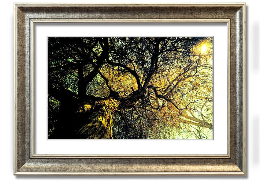 A beautifully framed print of an ancient tree, showcasing intricate details and vibrant colors, available in various frame options.