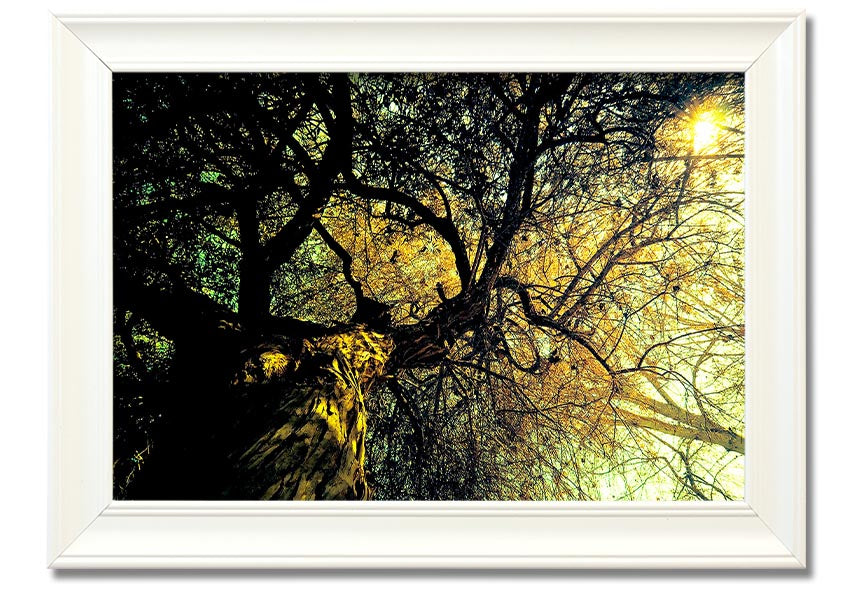 A beautifully framed print of an ancient tree, showcasing intricate details and vibrant colors, available in various frame options.