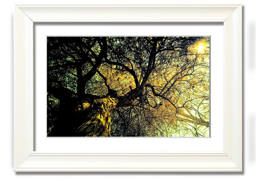 A beautifully framed print of an ancient tree, showcasing intricate details and vibrant colors, available in various frame options.