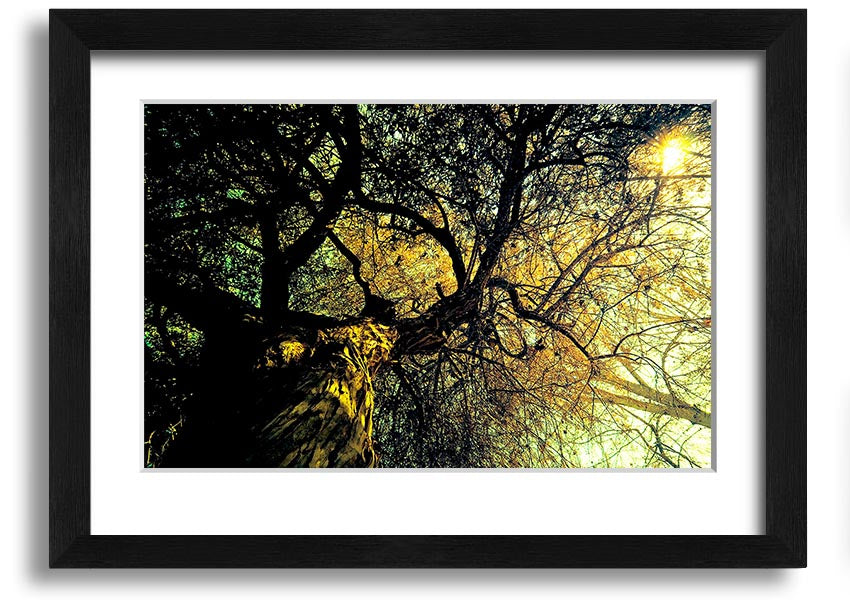 A beautifully framed print of an ancient tree, showcasing intricate details and vibrant colors, available in various frame options.