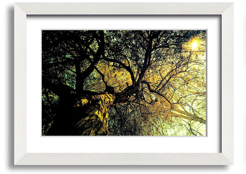 A beautifully framed print of an ancient tree, showcasing intricate details and vibrant colors, available in various frame options.