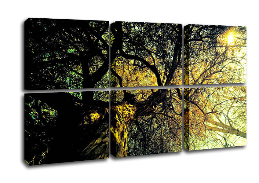 A beautifully detailed canvas print of an ancient tree, mounted on a sturdy 44mm box frame, ready to hang.