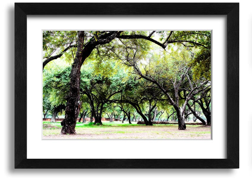 Framed print of Ancient Woodland Trees, showcasing intricate details and vibrant colors, available in multiple frame colors.