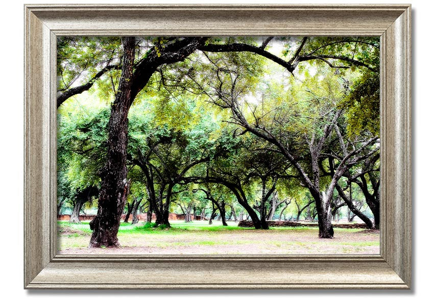 Framed print of Ancient Woodland Trees, showcasing intricate details and vibrant colors, available in multiple frame colors.