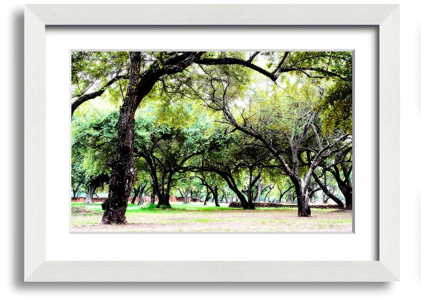 Framed print of Ancient Woodland Trees, showcasing intricate details and vibrant colors, available in multiple frame colors.