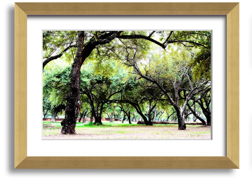 Framed print of Ancient Woodland Trees, showcasing intricate details and vibrant colors, available in multiple frame colors.