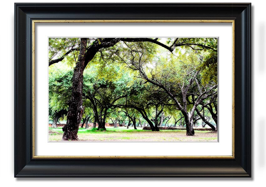 Framed print of Ancient Woodland Trees, showcasing intricate details and vibrant colors, available in multiple frame colors.