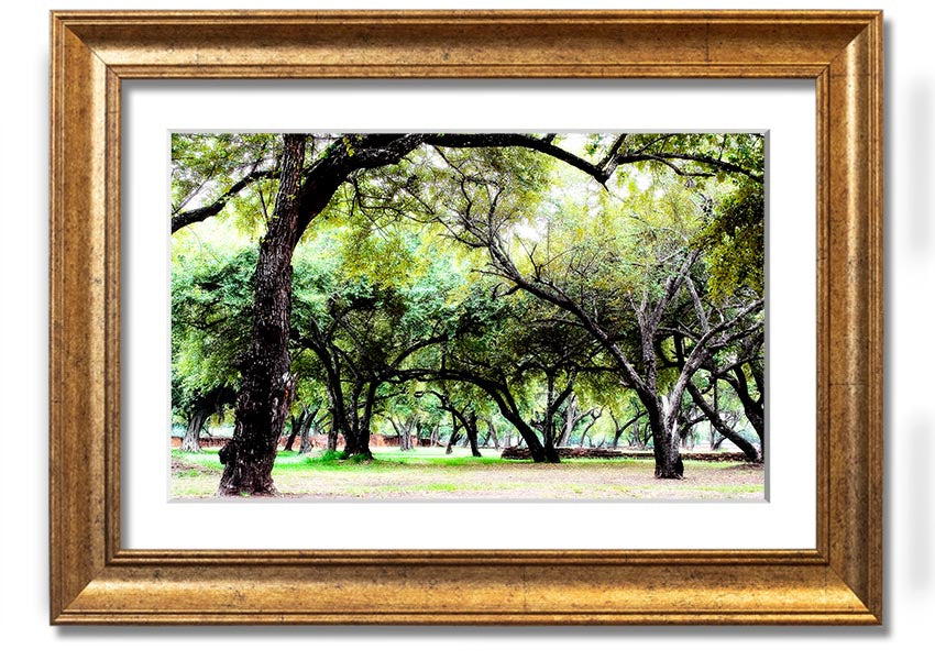 Framed print of Ancient Woodland Trees, showcasing intricate details and vibrant colors, available in multiple frame colors.