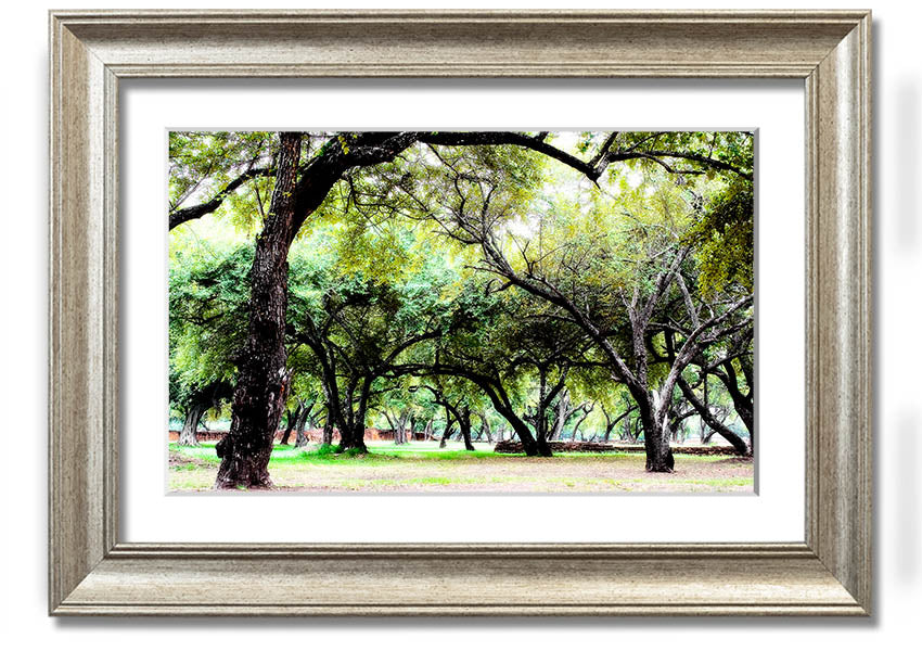 Framed print of Ancient Woodland Trees, showcasing intricate details and vibrant colors, available in multiple frame colors.